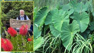 TARO, COLOCASIA, OREILLES D’ÉLÉPHANT, UNE TOUCHE EXOTIQUE AU JARDIN. Le Quotidien du Jardin N°390