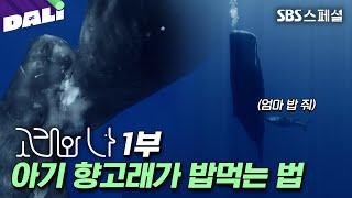 ※국내 최초 공개※ 바다에서 고래는 어떻게 모유를 먹을까? | SBS 스페셜 [고래와 나 EP.01]