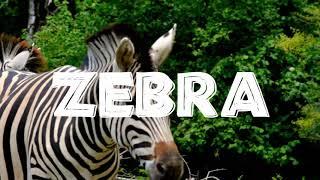 Animals of africa Zebra