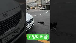 고양이커플데이트 포착! #고양이 #길냥이 #데이트 #커플 #심쿵