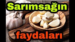 Sarımsağın faydaları. Sarımsaq haqda faydali melumatlar