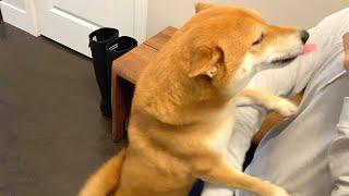 Shiba Inu Excited to Meet Owner After a Long Time