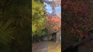 #beautiful #autumn #shorts #fallcolors #nature #views #youtubeshorts #fallcolors #naturelovers