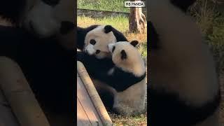 "Panda’s Cutest Moments Caught on Camera!  #PandaLove"