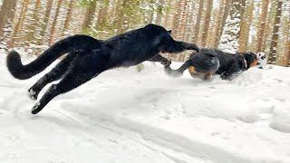 Winter walks of panther Luna & Сo ️