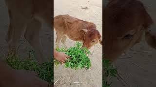 Cow | help #cow #shortvideo #trending #views #viralvideo #karma #maya #help #humanity #youtubeshorts