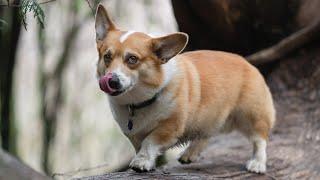 Moose the Corgi Explores Francis King Park