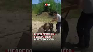 Медведя, застрявшего в канистре, спасли на востоке Казахстана