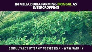 IN MELIA DUBIA FARMING BRINJAL AS INTERCROPING