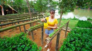 Technique growing vegetables in bamboo tubes, Building free farm | New Free Bushcraft