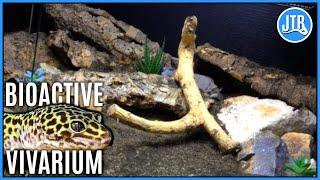 Bioactive Leopard Gecko Setup - How to set up a Bioactive Leopard Gecko Vivarium