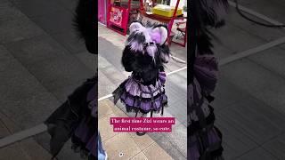 The first time Zizi wears an animal costume, so cute. #shorts #furry #fursuit #cosplay #rinea #luu