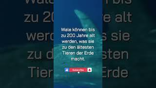 #53 Die ältesten Tiere der Welt!  #useless   #fakten #wissenswert