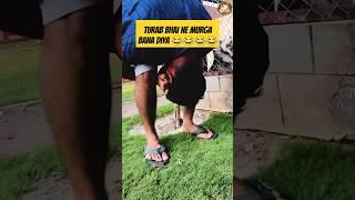 Shehr main dihat edits singing #shorts #minizoo #turab #turabzoo #shehrmaindihat #funny #sibtain