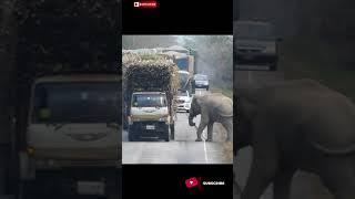 Elephant tries to manage his Lunch #WOBLOGS