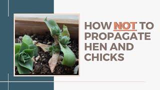 How NOT to Propagate a Sempervivum (Hen and Chicks)