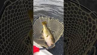 Fishing a new Lure