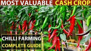 Chilli Farming/Chilli Cultivation | Chilli Planting Method - Most Valuable Cash Crop (Hot Pepper)