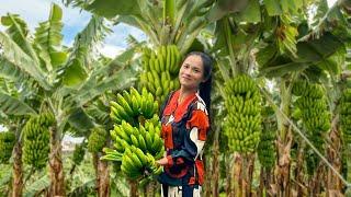 Harvesting bananas  Delicious recipes from bananas of the village | Pink Garden