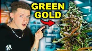 How to Find The BEST WEED in Thailand