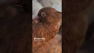 So beautiful masakaly pigeon so much cute  #bird #trending  #animalove #explore #nuturel #shorts