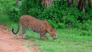 Bandipur and the Big Cats - Safari Vlog