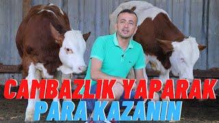 CAMBAZLIK YAPARAK PARA KAZANIN