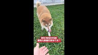 想知 Photizo Vetcare  寵物光療儀究竟有冇用？