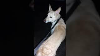 Highlight 10:55 – 15:55 from bruce the white german shepherd