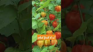 buahciplukan|physalis|fruit|delicious|food|satisfying|oddly#shorts#shortvideo #viral#trending#funny