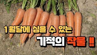 1월에도 심을 수 있는 기적의 작물 당근의 모든 것