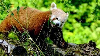 Discover the Enchanting World of Red Pandas | Nature's Playful Treasures