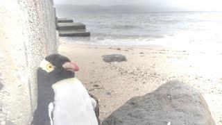 Five Inventi Portrait Solos by Peter de Jager: V Penguins
