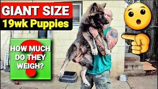 GIANT Lycan Shepherd Puppies! - How Much Do They Weigh?