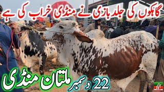 Multan Cow Mandi Fresh Latest Update Video | Cholistani Nukre Ablk Sahiwal Bachre | Cow Mandi 2024