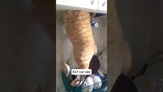 Усатые хвостатые