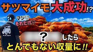 [裏技⁉︎]さつまいも収穫したら衝撃の収量に！失敗の原因はアレだった！ていうかコレ当たり前？