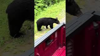 Cades Cove Bear (Part 2)