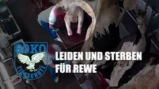 Schlachthof Bochum - Leiden und Sterben für REWE // SOKO Tierschutz e.V