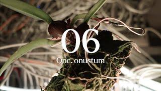 06 Onc. onustum