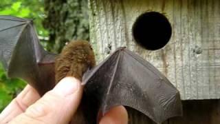 Pipistrelle bat in the hand