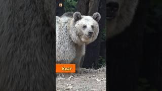 Amazing Animal Sounds | Dove, Bear, Pill millipede