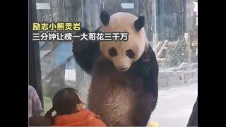 lingyan panda Received a reward of 30 million 励志大熊猫灵岩，三分钟让榜一大哥花三千万，凭一熊之力撑起动物园