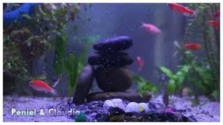 Aquarium lama tui mite tan... 1.8x1x1Fit