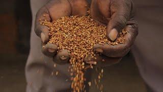 Feed the Future Innovation Lab for Crop Improvement