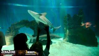 Aquarium of Genoa