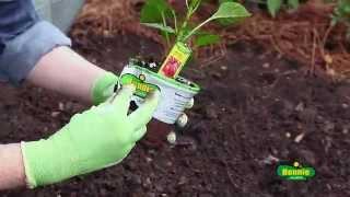 How to Plant Peppers