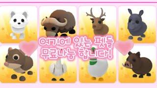 입양하세요 펫 무료나눔!(마감,지금은 로벅펫 이벤트 진행중!!)#입양하세요 #입양하세요 이벤트 #입양하세요업데이트