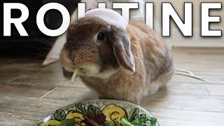 My FULL Bunny Routine (Day & Night)