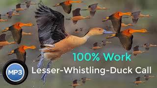 Lesser Whistling Duck Call